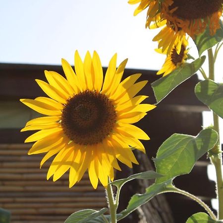 Il Girasole Alloggio Villa Fluminimaggiore Exteriör bild