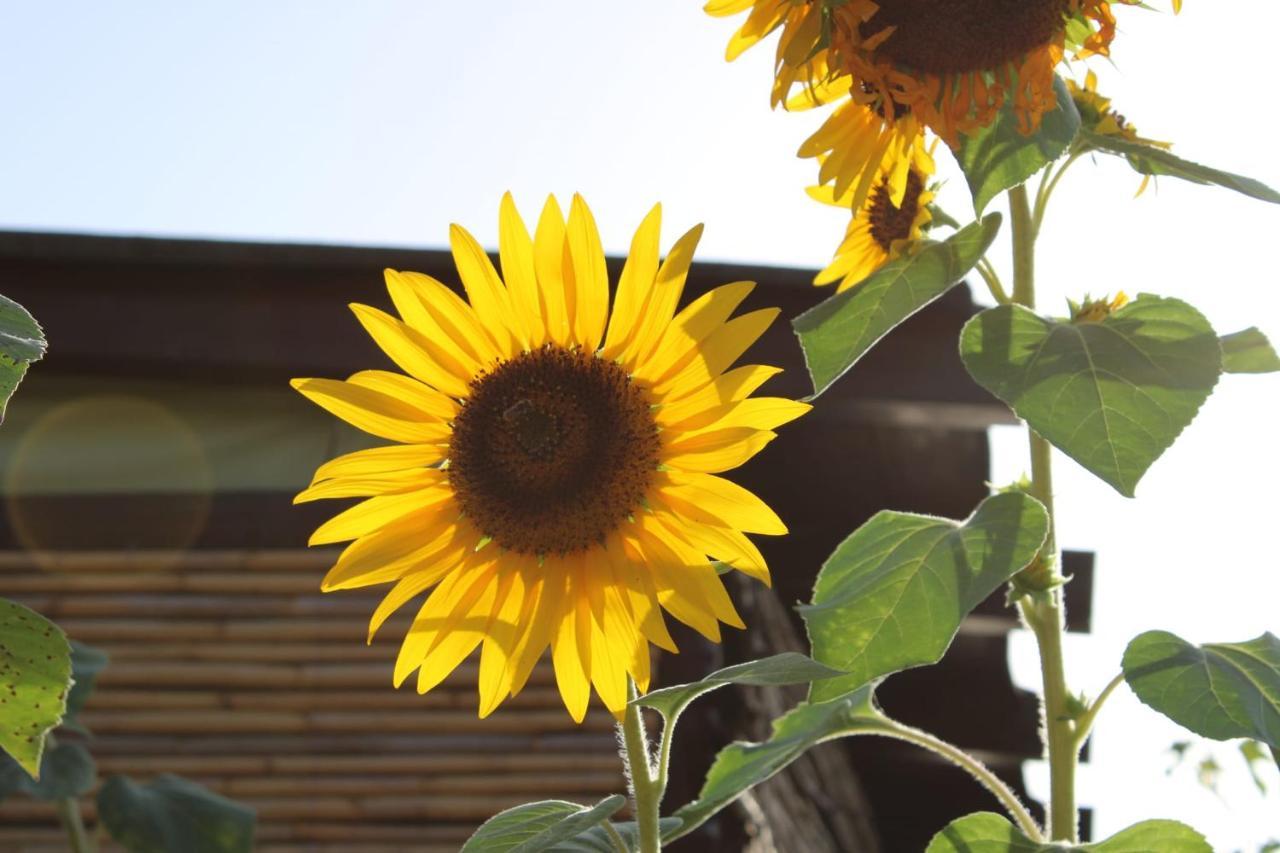 Il Girasole Alloggio Villa Fluminimaggiore Exteriör bild